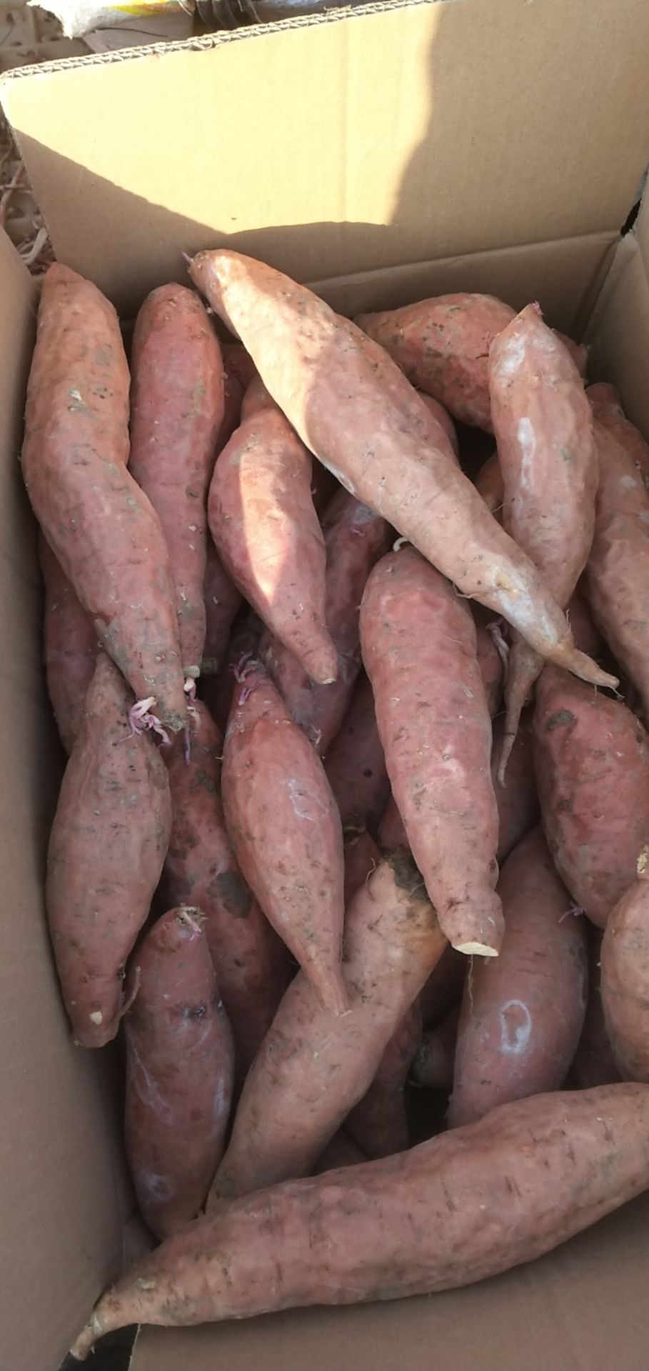 烟薯25 窖藏爆浆蜜薯