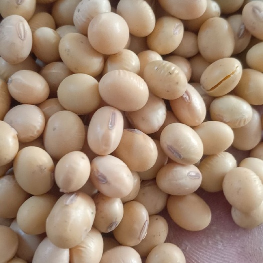 利辛县黄大豆  2万斤起批