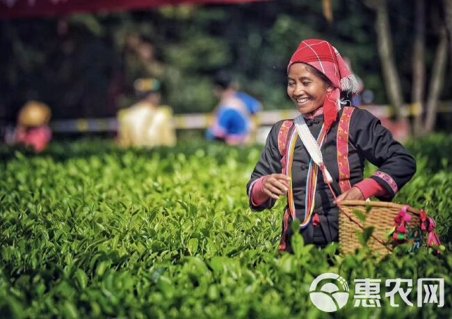 银毫茶 信阳毛尖 明前茶纯芽 特级茶  高档礼盒包装