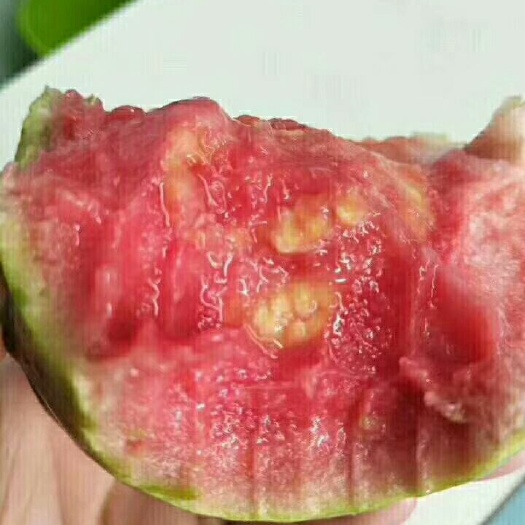 平和县红心芭乐，5斤包邮，番石榴水果新鲜批发整箱包邮当应季