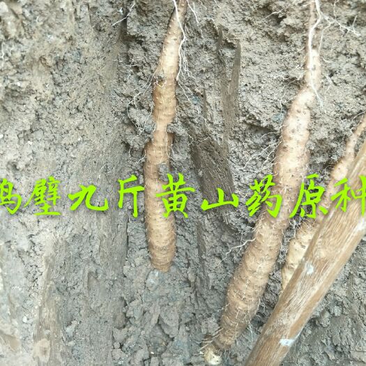 鹤壁九斤黄山药 50~70cm