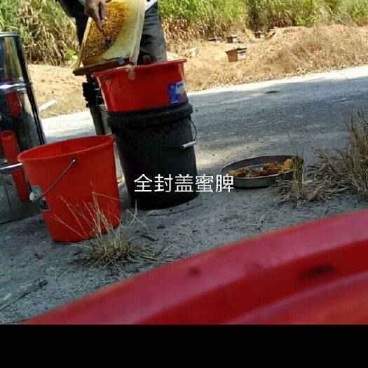 广州鸭脚木蜜 季节性供应鸭脚木冬蜜