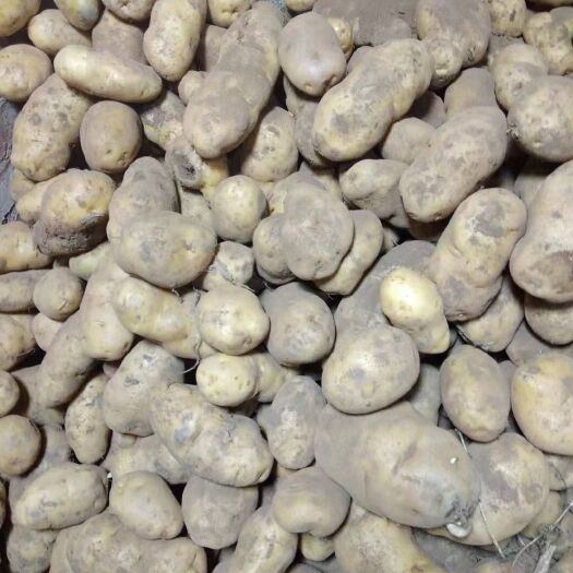 喀喇沁旗荷兰15号土豆 原包荷兰，价钱合理