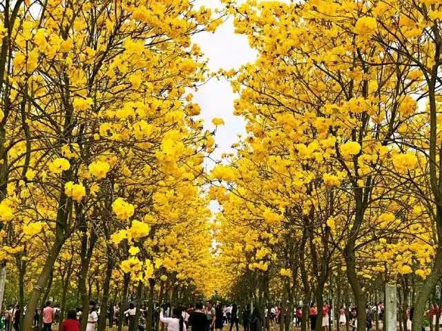 黄花风铃木  多花黄花风铃杯苗