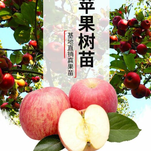 平邑县苹果树苗 苹果苗树苗嫁接苗果树苗盆栽地栽南方北方种植红富士苹果当年结果