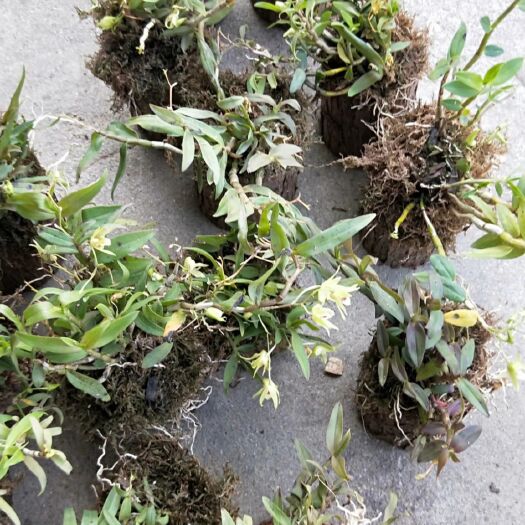 芒市铁皮石斛盆栽  铁皮石斛盆景，有喜欢的跟我联系，