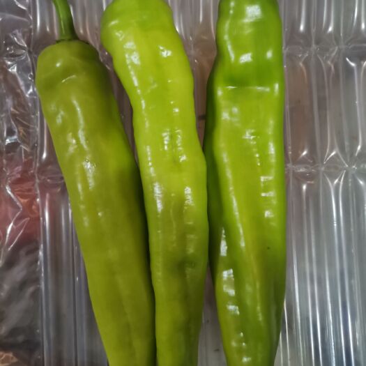 诏安县 自家种的百亩菜椒 欢迎大家选购