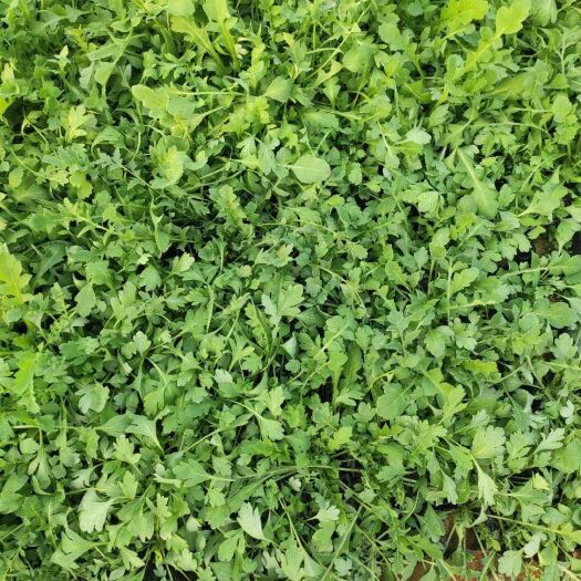 青州市 冰岛虞美人  花期长  耐寒冬  多年生植物