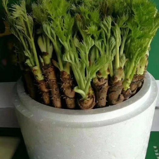 汪清县刺老芽 绿色种植，无农药，无化肥，有机食品