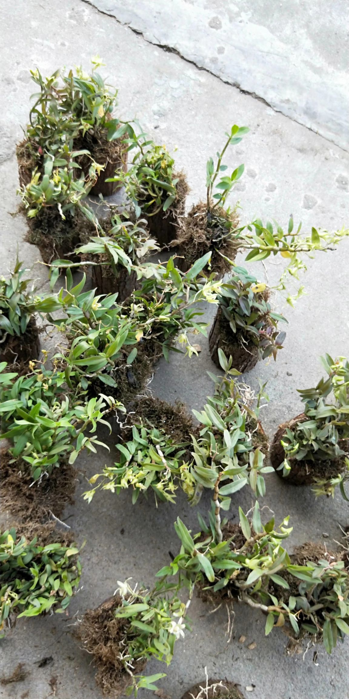 铁皮石斛盆栽  铁皮石斛盆景，有喜欢的跟我联系，