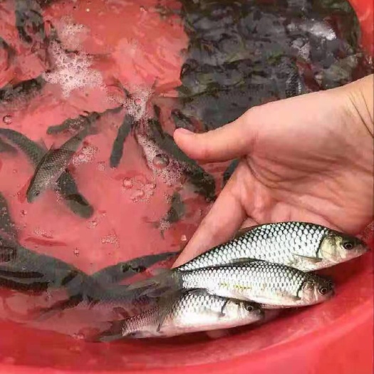 广州 中华倒刺耙鱼苗  青波鱼苗5－10 cm 免费提供养殖技术