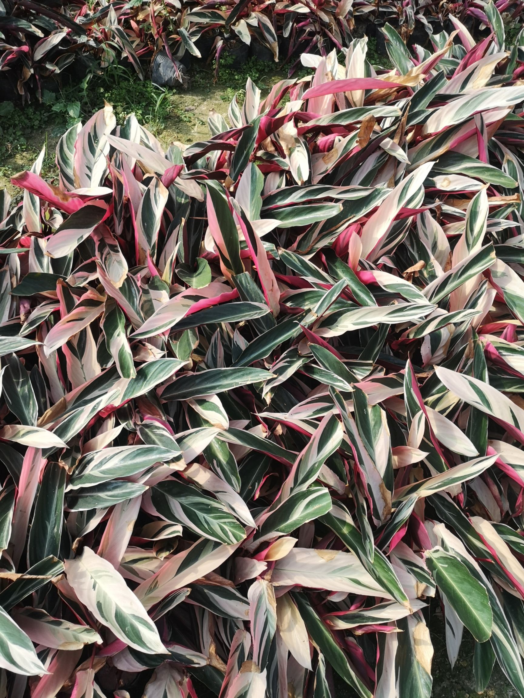 孔雀竹芋  七彩竹芋绿化苗，基地直销各种绿化苗木，批量销售