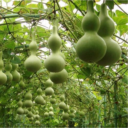 平遥县亚腰葫芦种子