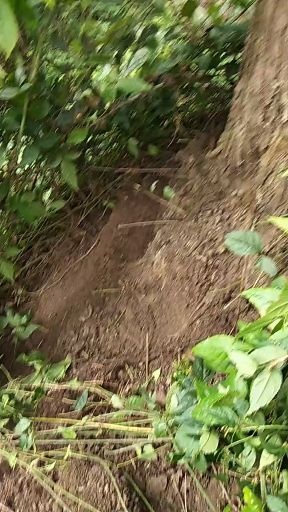 重庆市正宗三叶青