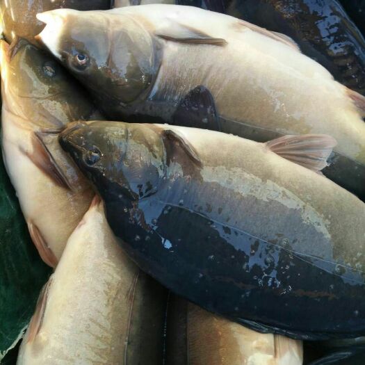 宜良县池塘鲤鱼 人工养殖 0.5-3公斤