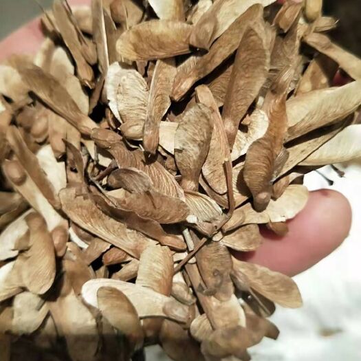 苏州青枫种子