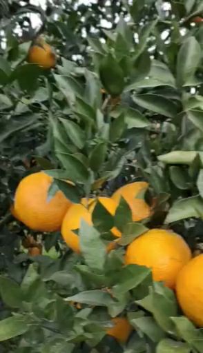 春见耙耙柑 颗粒饱满 甜美多汁 皮薄肉厚闷个灯类产品树儿们兴