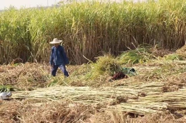 乐平市 乐平市的天然无污染的液态红糖