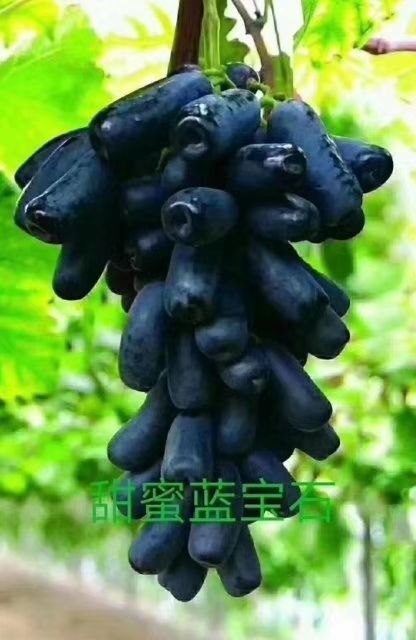 平度市 蓝宝石葡萄苗