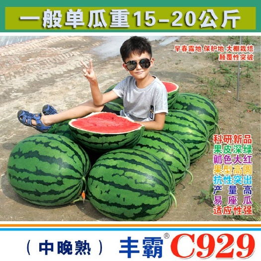 樟树市丰霸C929西瓜种子圆瓜皮薄超甜中晚熟放产抗病东北大地雷科