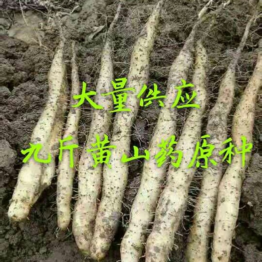 鹤壁山药种 九斤黄山药原种
