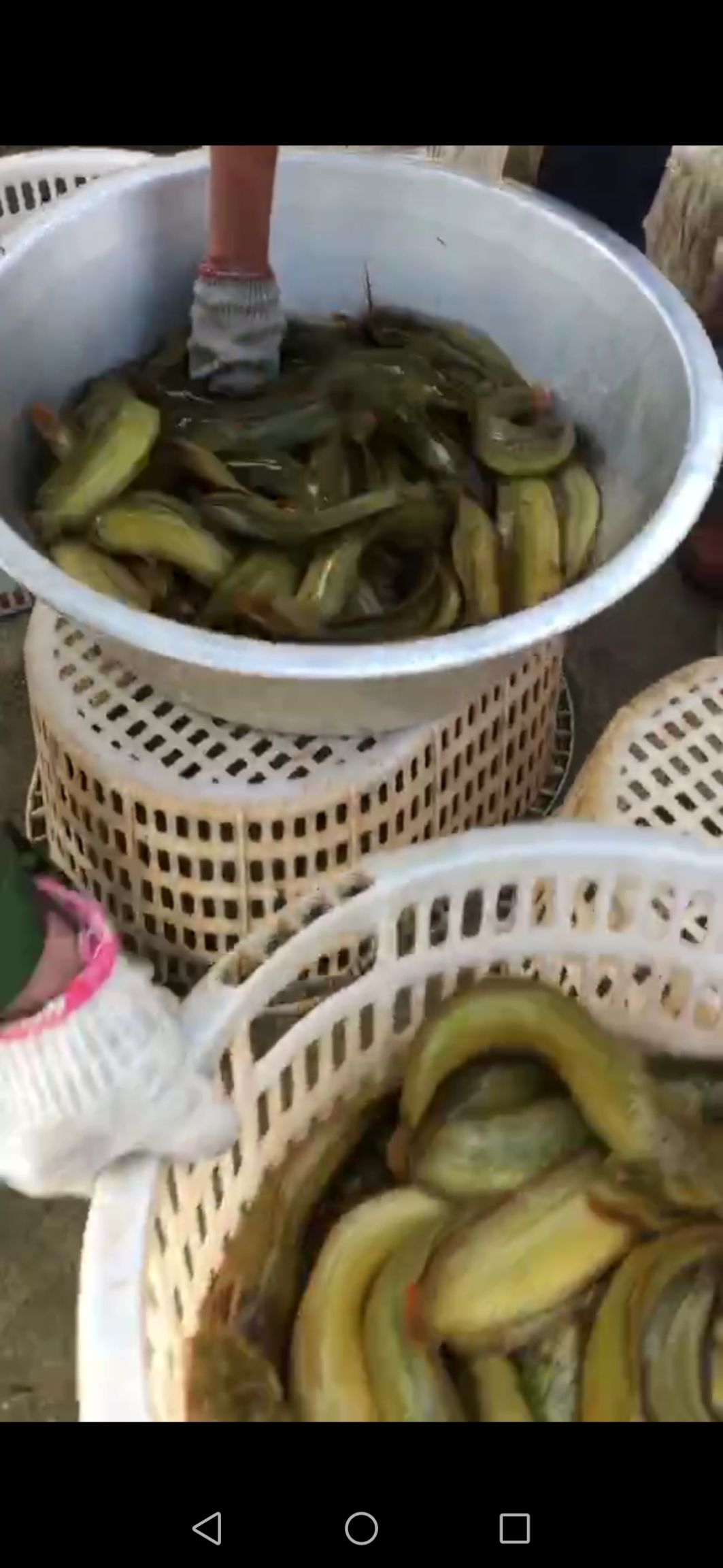 本地塘鲺 合作社长期有人出鱼