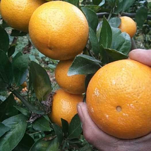 鹿寨县 皇帝柑沃柑沙糖桔墨科特鹿寨蜜橙皇己熟，欢迎老板来电订采购
