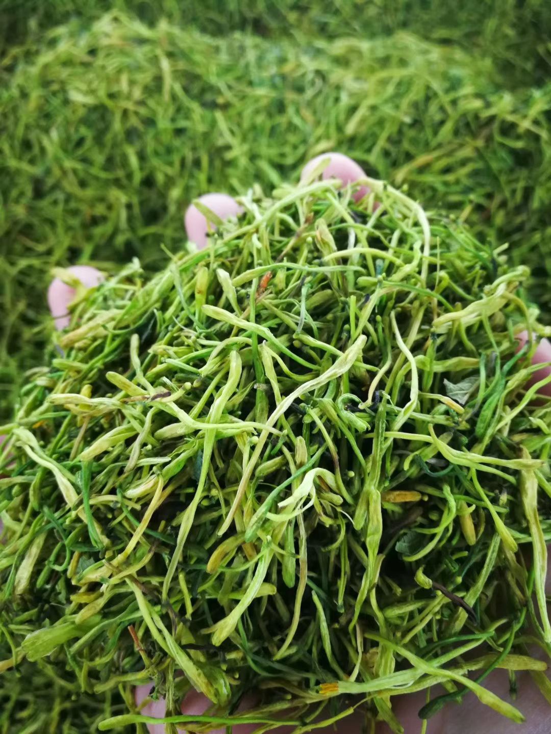  金花茶，一件代发，代茶饮