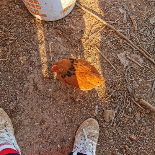 邵阳县 现有2500只一斤半左右的灵山土鸡紧急便宜出售
