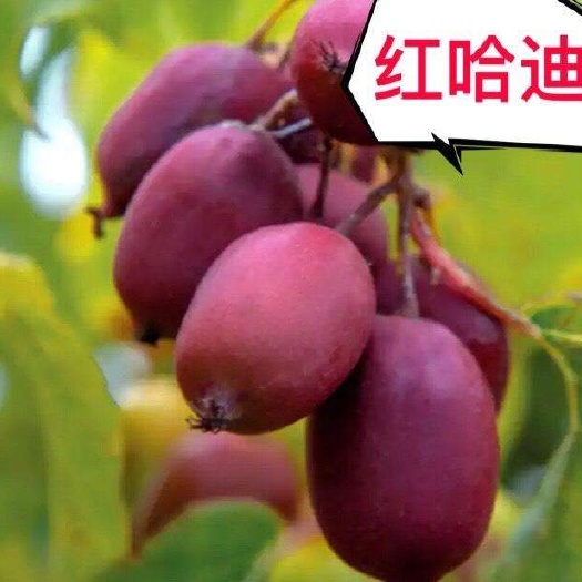 南陵县软枣猕猴桃苗 红色九月 红哈迪 赤焰 龙城二号  软枣猕猴桃