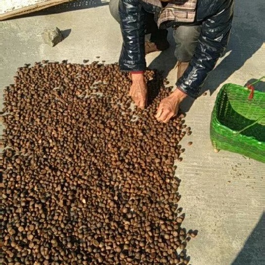 桐庐县 纯正野生山茶油