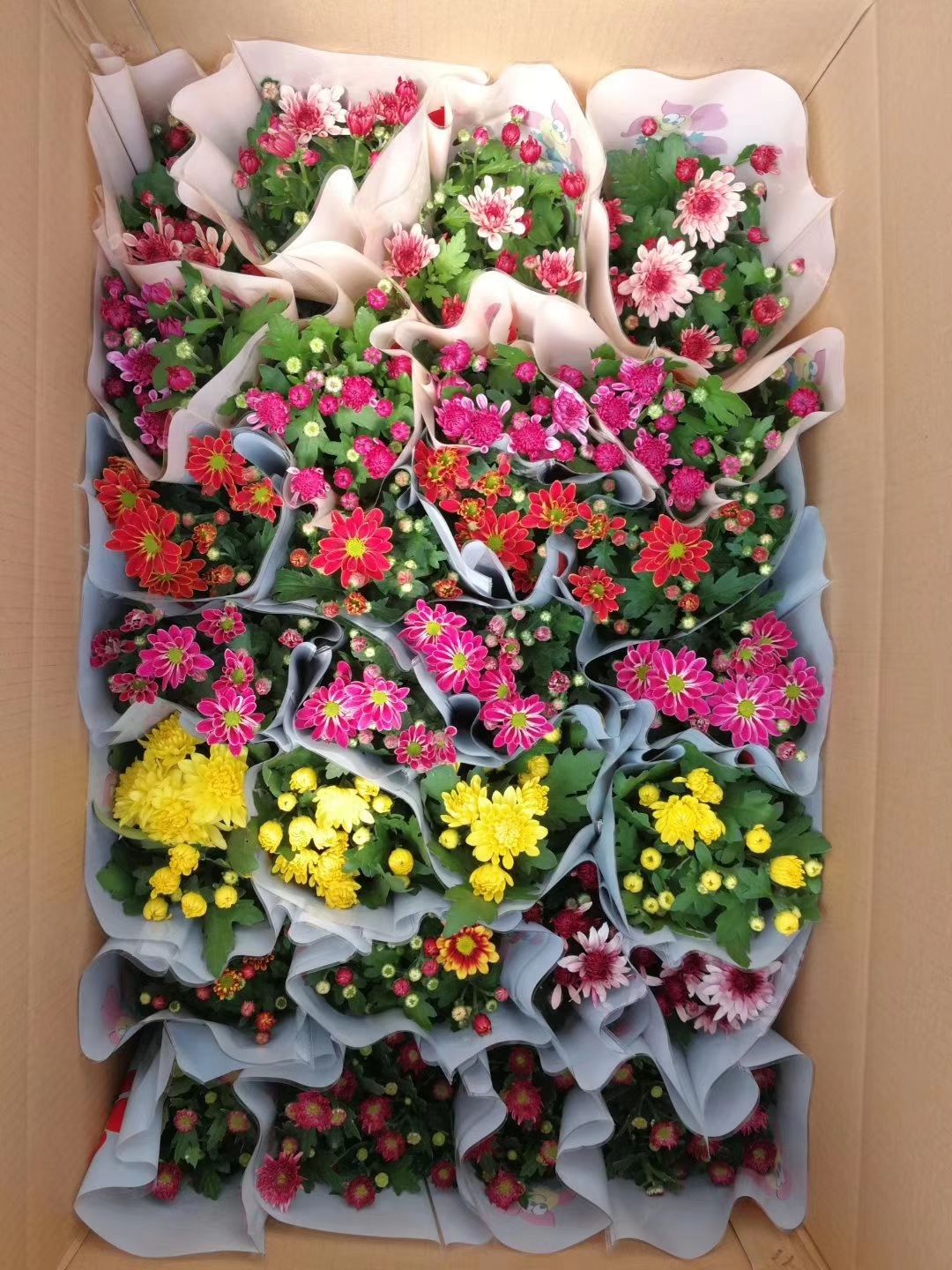 青州市铁兰盆栽  荷兰菊大量供应每年十月一前后有货