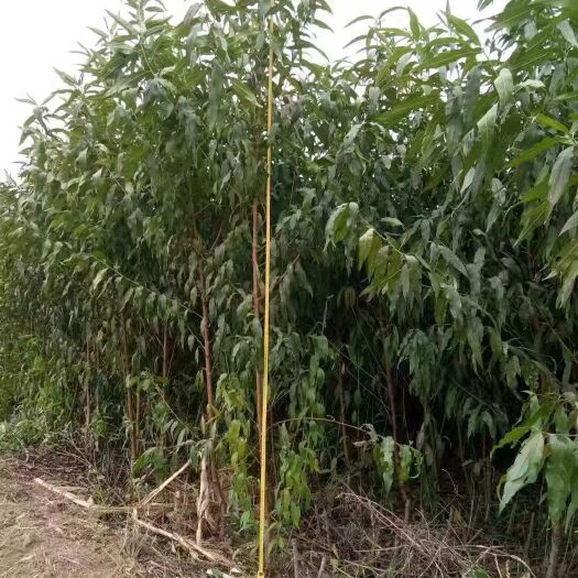 定州市 新品种水蜜桃苗