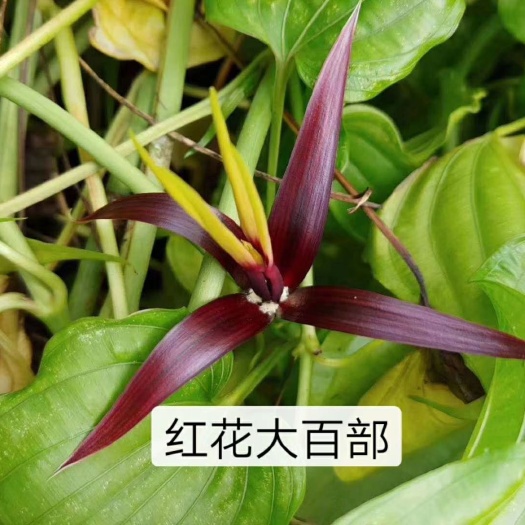 桂林百部苗 百部  广西对叶 红花大，产量高，价钱好，好管理