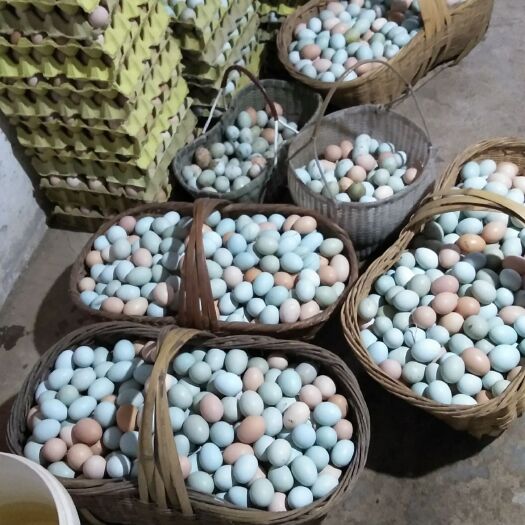  山林散养土鸡土鸡蛋