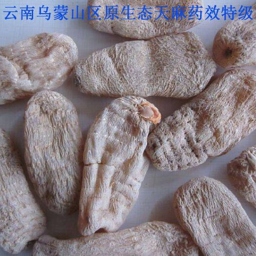彝良县 【天麻】云南小草坝天麻，入药，产地直供