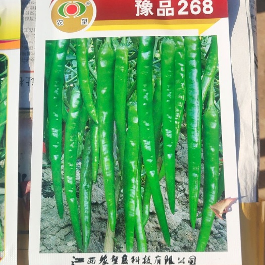 商丘 优质精品线椒种子，产量高，条形漂亮，颜色青，亮。