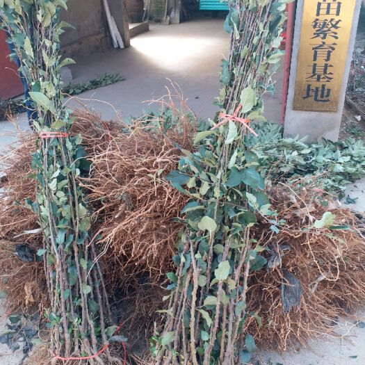 泰安维纳斯黄金苹果苗 1~1.5米
