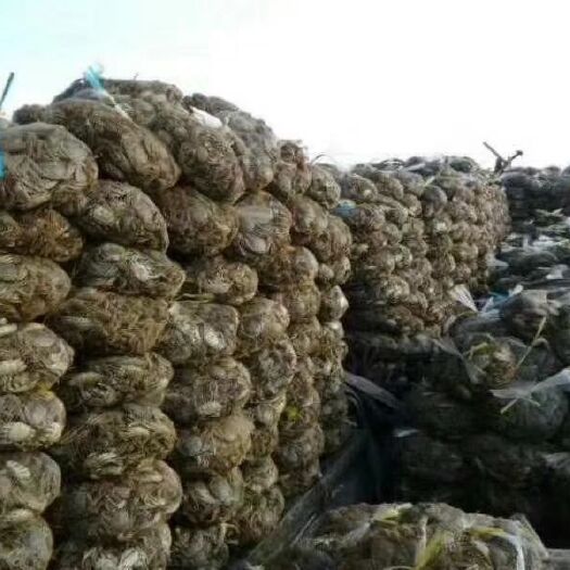 长沙大闸蟹  江苏精品虾蟹