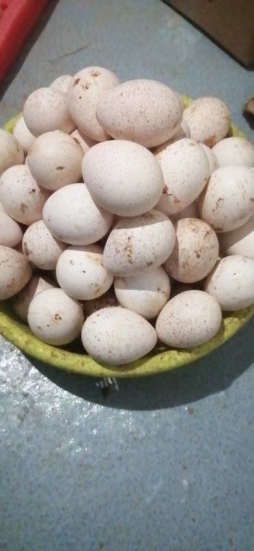 祁阳市 火鸡种蛋，受精蛋，优质青铜，贝蒂娜，尼古拉种蛋，食用营养蛋