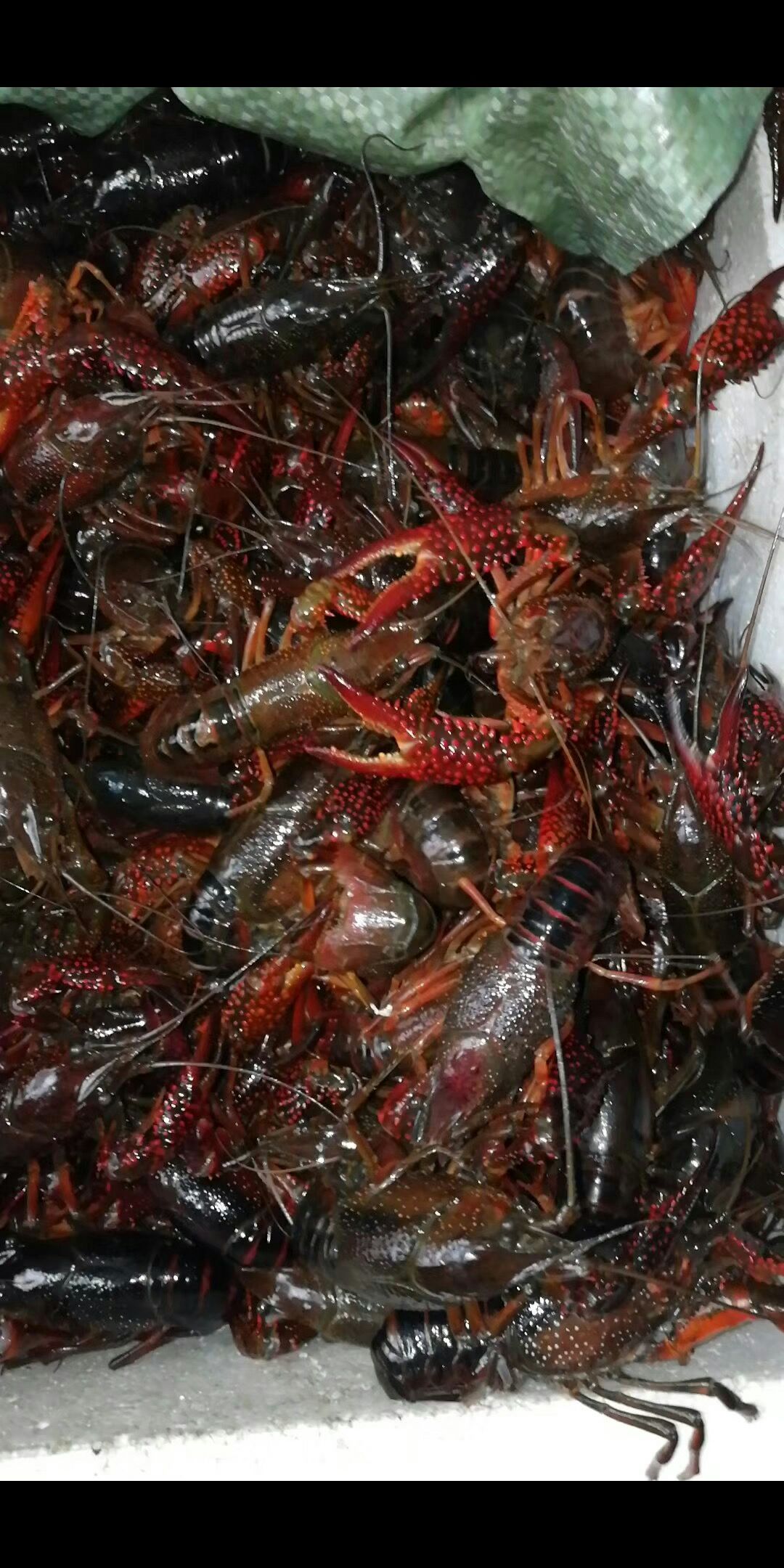 国产龙虾品种图片