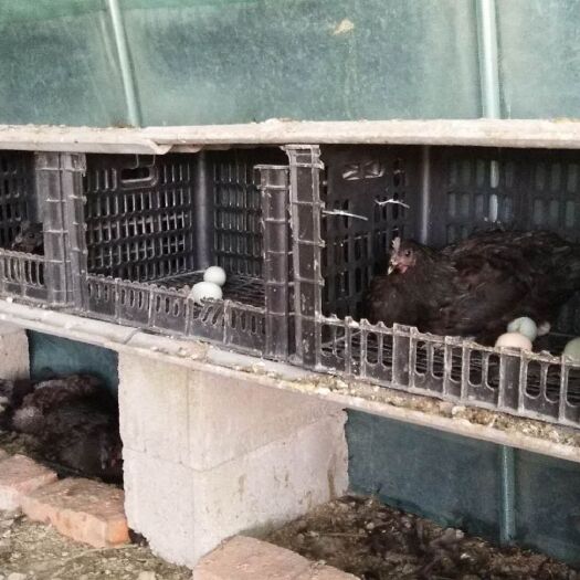 凤台县 130亩林下散养，以林间虫草和五谷杂粮为食，鸡蛋品质佳口感好