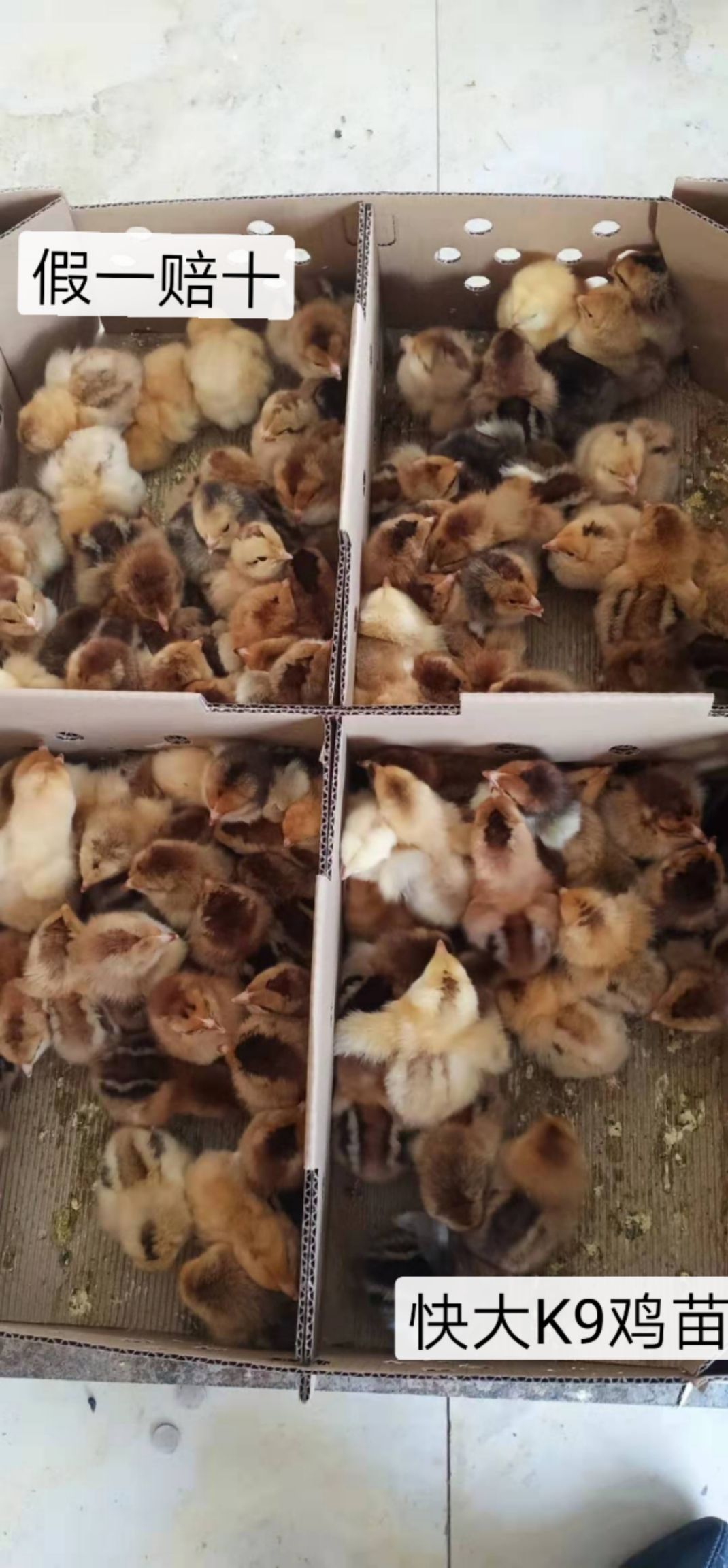 K9鸡苗  ，882，901快大肉鸡，包打疫苗。质量保证，假