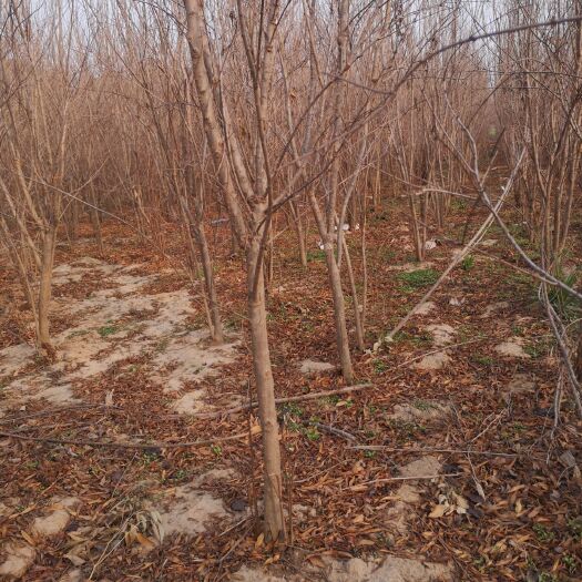 鄢陵县 丛生花石榴六十至一百二十公分冠，独杆石榴三公分至六公分的量大