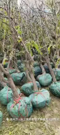 滨州 正宗沾化冬枣树苗发源基地发货，保证纯度，保优质苗，现挖现发