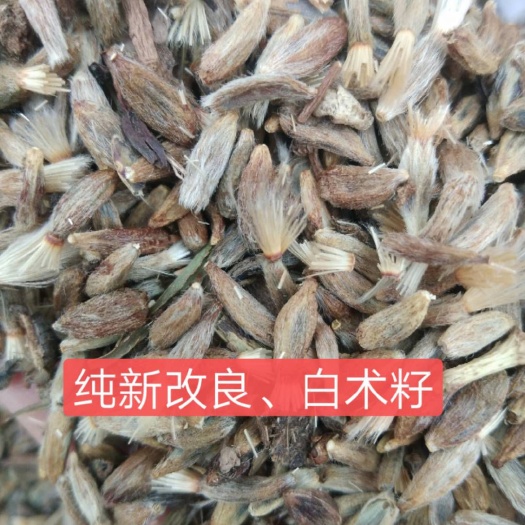 亳州生白术