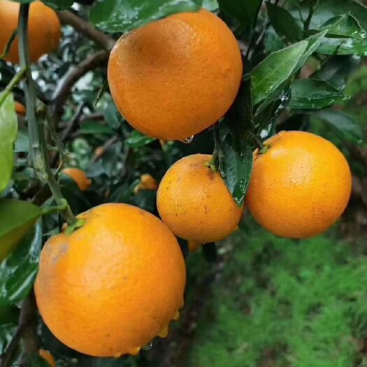 麻阳县 🍊 🍊 自家种的冰糖橙，不催熟❗ ❗ 不打蜡❗ ❗ 纯天