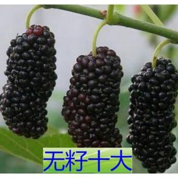 平邑县无籽大十果桑苗 无籽大十槡葚树苗