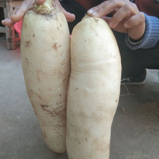 菏泽沙窝萝卜 3~3.5斤