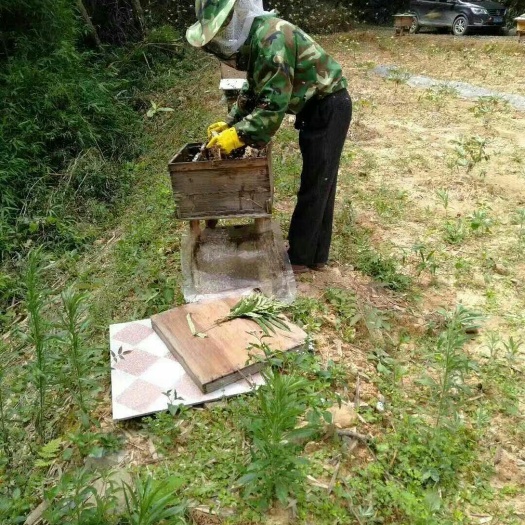 信丰县蜂巢蜜 橙乡蜜蜂之佳品，您的保健伙伴